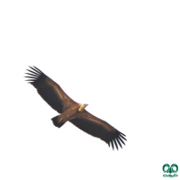 گونه کرکس Eurasian Griffon Vulture